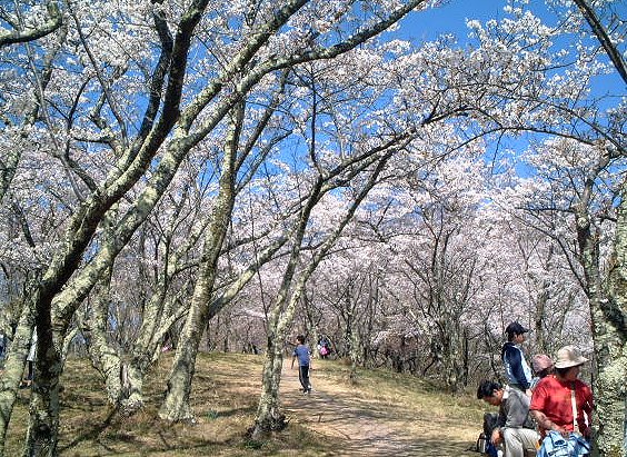 Cherry Blossoms at Mt. Hikarujo